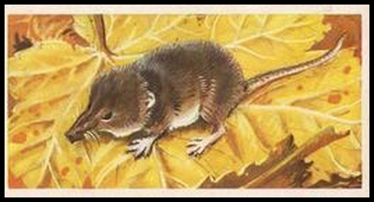 31 The Lesser or Pigmy Shrew